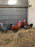 Leg- en sierpluimvee e.a. Brabants hoen / Leghorn / ..., Dieren en Toebehoren, Pluimvee, Kip