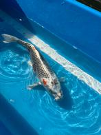 Kujaku koi 43cm, Karper of Koi