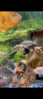 alles vissen van  1 euro tot 15 euro, Dieren en Toebehoren