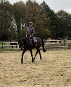 13jarige sport/recreatie merrie, Dieren en Toebehoren, Paarden, Merrie, Springpaard, Gechipt, L