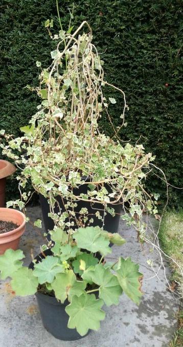 Klimop bonte kleuren in grote pot en vrouwenmantel, Ophalen