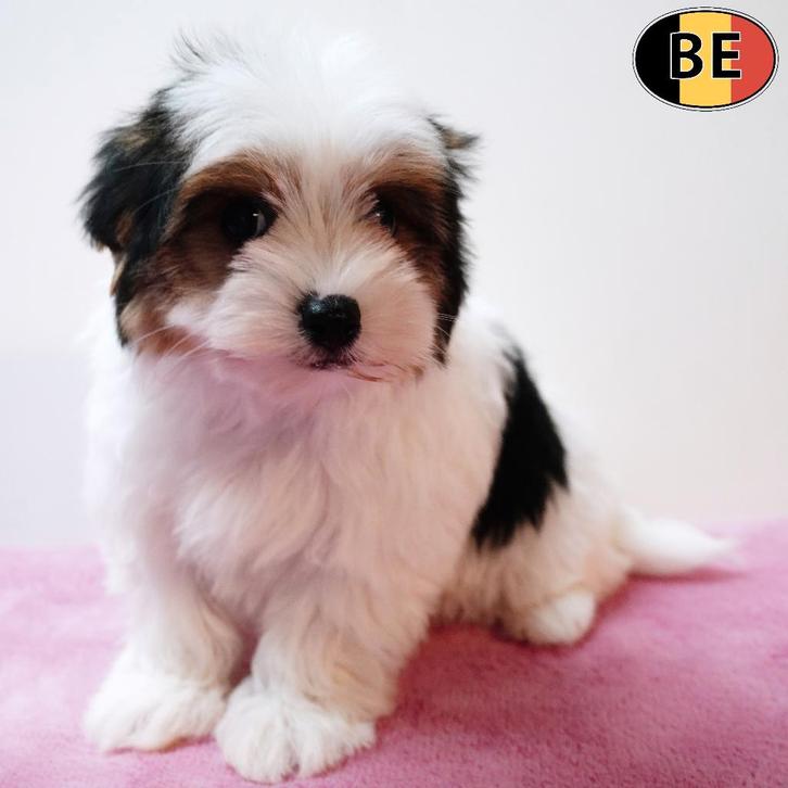 Biewer Yorkshire, femelle (chiot belge) à vendre, Animaux & Accessoires, Chiens | Jack Russell & Terriers, Chienne, Yorkshire Terrier