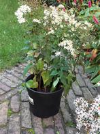 Tuinplanten, Volle zon, Vaste plant, Zomer, Ophalen