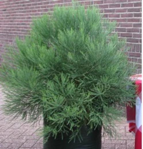 Mammoetboom grootste boom ter wereld Sequoiadendron gigantea, Tuin en Terras, Planten | Bomen, Overige soorten, 100 tot 250 cm