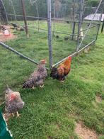 3haantjes aarschots hoen, Dieren en Toebehoren, Pluimvee, Mannelijk, Kip