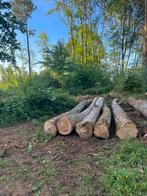 Bois sur pied., Branches, Hêtre