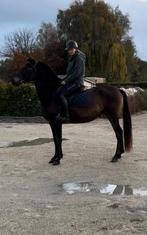 Jument pre top monter 4ans, Dieren en Toebehoren, Paarden, Merrie