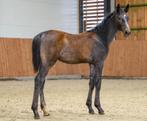 Cape Coral RBF Z hengst veulen, Dieren en Toebehoren, Paarden, Springpaard, Minder dan 160 cm, Gechipt, 0 tot 2 jaar