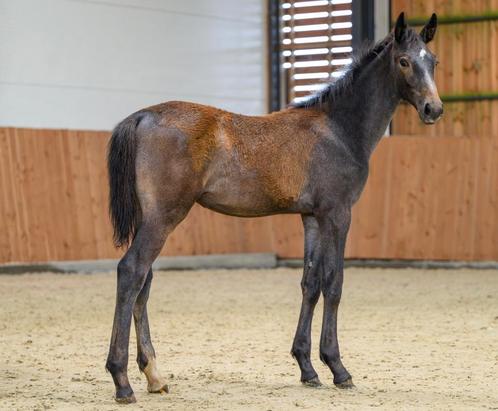 Cape Coral RBF Z hengst veulen, Dieren en Toebehoren, Paarden, Hengst, Onbeleerd, Minder dan 160 cm, 0 tot 2 jaar, Springpaard