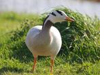Streepkopganzen, Meerdere dieren, Geringd