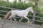 Sublime Lusitanian te koop, Dieren en Toebehoren, Paarden, Minder dan 160 cm, Gechipt, Ruin, Dressuurpaard