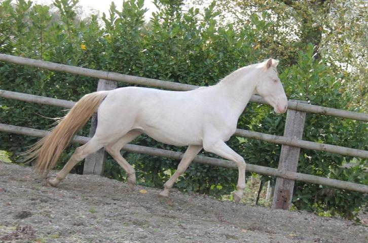 Sublime Lusitanian te koop, Dieren en Toebehoren, Paarden, Ruin, L, Minder dan 160 cm, 3 tot 6 jaar, Dressuurpaard, Met stamboom