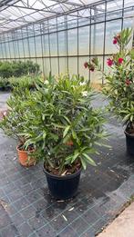 Oleander groot 45€, Ophalen