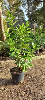 Haagplant Prunus Laurocerasus "Novita", Tuin en Terras, Ophalen, Laurier, Haag, Minder dan 100 cm