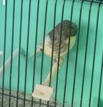 Glosters te koop .Hasselt, Dieren en Toebehoren, Vogels | Kanaries