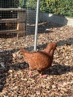 Kingduiven, Dieren en Toebehoren, Vogels | Duiven