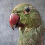 Opgezette Halsbandparkiet, Ophalen of Verzenden