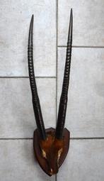 Taxidermie gewei antiloop hoorns, Enlèvement ou Envoi, Comme neuf, Animal sauvage, Bois ou Tête