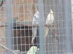 Valkparkieten, Meerdere dieren, Parkiet
