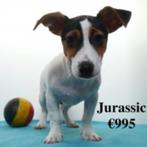 Jurassic - chiot Jack Russell à vendre (belge), Animaux & Accessoires, 15 semaines à 1 an, Commerçant, Chien (mâle), Belgique