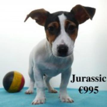 Jurassic - chiot Jack Russell à vendre (belge) disponible aux enchères