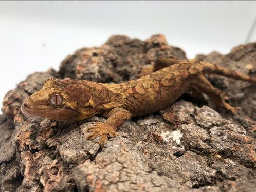 Mooie chahoua baby, Dieren en Toebehoren, Reptielen en Amfibieën
