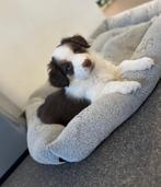 Super leuke border collie pup, Dieren en Toebehoren, België, CDV (hondenziekte), 8 tot 15 weken, Collie