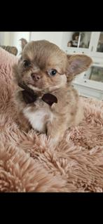 Chihuahua reutje, Dieren en Toebehoren, Honden | Chihuahua's en Gezelschapshonden, België, Particulier, Reu, 8 tot 15 weken