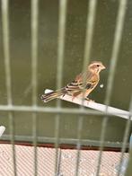 Cini mozambique pop, Dieren en Toebehoren, Vogels | Kanaries