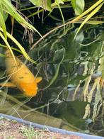 Koi Shiro utsuri 65 cm, Dieren en Toebehoren, Karper of Koi