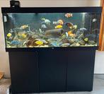 Aquarium (Juwel 450) + kast + Malawi Chicliden, Dieren en Toebehoren, Ophalen, Gebruikt