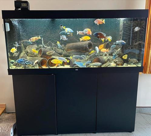 Aquarium (Juwel 450) + kast + Malawi Chicliden, Dieren en Toebehoren, Vissen | Aquaria en Toebehoren, Gebruikt, Ophalen