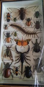 Kader met echte insecten zuid oost Azië