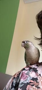 Phyrrhura, Dieren en Toebehoren, Vogels | Parkieten en Papegaaien, Parkiet, Geringd