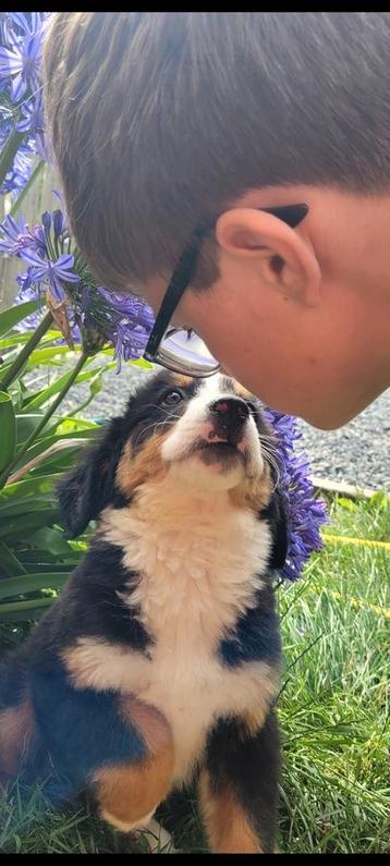 Berner sennen pups reukes geteste ouders HD beschikbaar voor biedingen