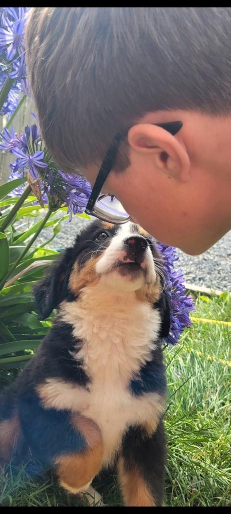 Berner sennen pups reukes geteste ouders HD, Dieren en Toebehoren, Honden | Bulldogs, Pinschers en Molossers, Reu, Sennenhond