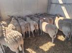 Stamboek rouge de l'ouest ramlammeren te koop, Dieren en Toebehoren, Schapen, Geiten en Varkens