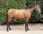 ‼️Gave eyecatcher‼️, Dieren en Toebehoren, Pony's, Gechipt, B, Ruin, 7 tot 10 jaar