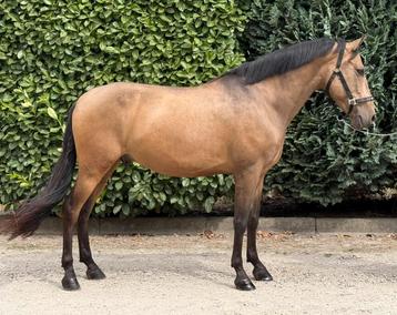 ‼️Gave eyecatcher‼️ beschikbaar voor biedingen