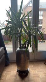 Yucca plant, Huis en Inrichting, Kamerplanten, Ophalen, Yucca