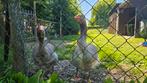 Grauwe ganzen 2 jaar oud (2 mannetjes), Dieren en Toebehoren, Pluimvee
