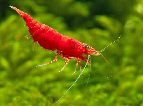 Red Sakura (neocaridina) vuurgarnalen (UITVERKOCHT!), Dieren en Toebehoren, Vissen | Aquariumvissen, Zoetwatervis, Kreeft, Krab of Garnaal