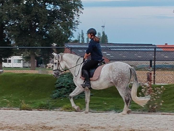 Lieve P.R.E. 4 jaar, Dieren en Toebehoren, Paarden, Ruin