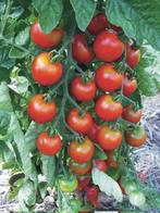 Zuckertraube - Graines de tomates, Envoi