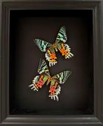 Splendide Envol de papillons Exotiques Urania Ripheus -Cadre, Verzamelen, Dierenverzamelingen, Nieuw, Opgezet dier, Ophalen of Verzenden