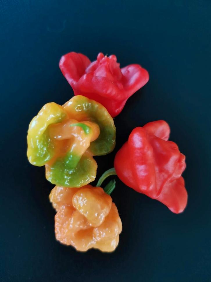 5 peperzaden chili peper Rocotillo (mild heet) - biologisch, Tuin en Terras, Bloembollen en Zaden, Zaad, Voorjaar, Volle zon, Verzenden