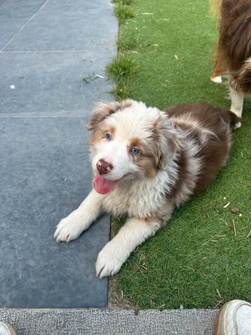 Australian shepherd teefje beschikbaar voor biedingen