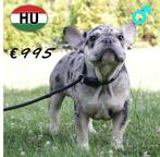 Franse Bulldg reutjes te koop, Dieren en Toebehoren, 15 weken tot 1 jaar, Buitenland, CDV (hondenziekte), Meerdere