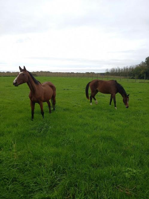 2,5 jarig toptalent en 17 jarige fokmerrie te koop, Dieren en Toebehoren, Paarden, Merrie, Onbeleerd, 165 tot 170 cm, Springpaard