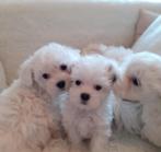 Chiots maltais frais Bichon, Animaux & Accessoires, Chiens | Chihuahuas & Chiens de compagnie, Parvovirose, Autres races, Belgique